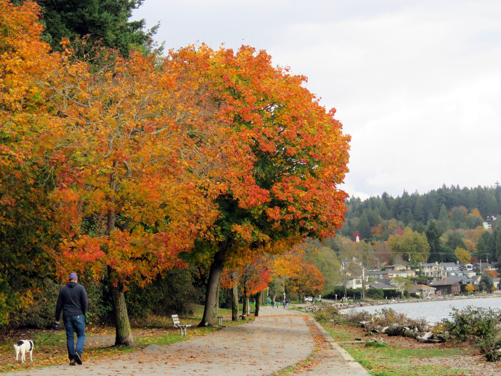 Fall's Colors by seattlite