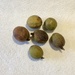 Pocket Handkerchief Tree Seed Pods (Davidia Involucrata) by susiemc