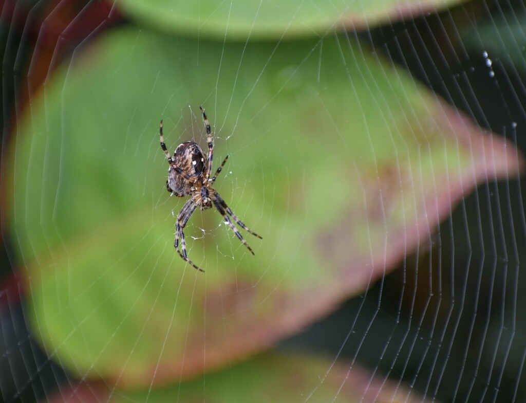 Orb spider in web  by una1965