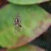 Orb spider in web  by una1965