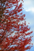 23rd Oct 2023 - D296 Sky's the Limit for Scarlet Leaves