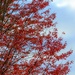 D296 Sky's the Limit for Scarlet Leaves by darylluk