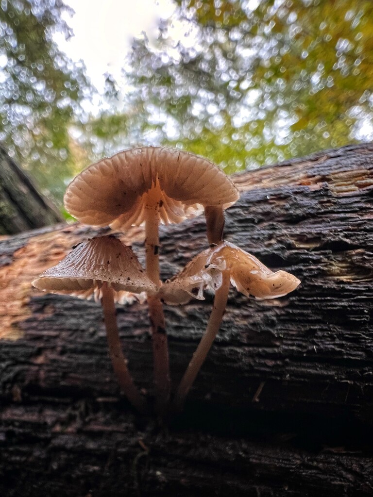 Fungi by gaillambert