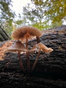 9th Nov 2023 - Fungi