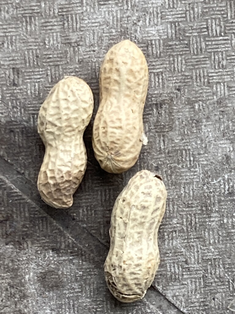 Three Peanuts  by spanishliz