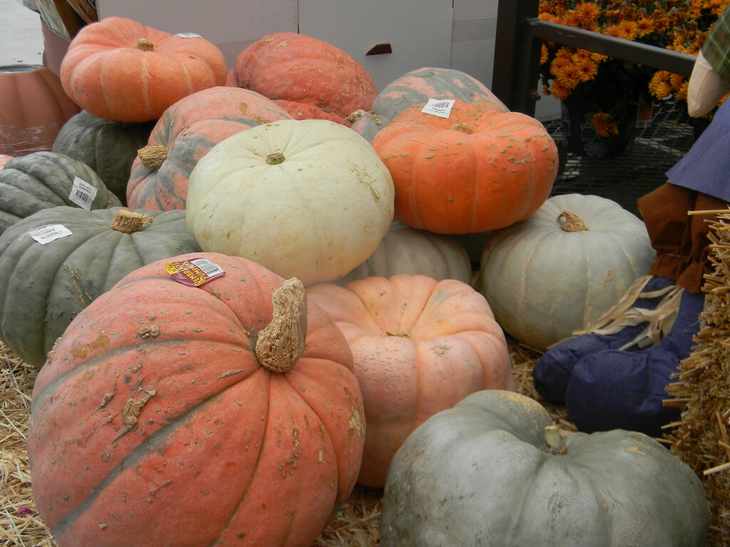 Pile of Pumpkins at Lowe's  by sfeldphotos
