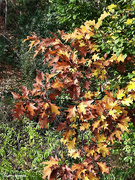 10th Nov 2023 - Fall leaves