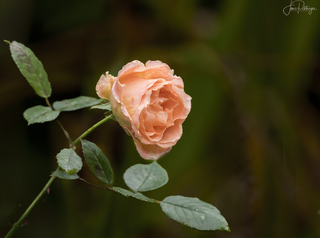Last Rose After the Rain  by jgpittenger