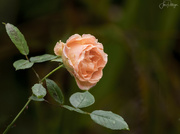 7th Nov 2023 - Last Rose After the Rain 