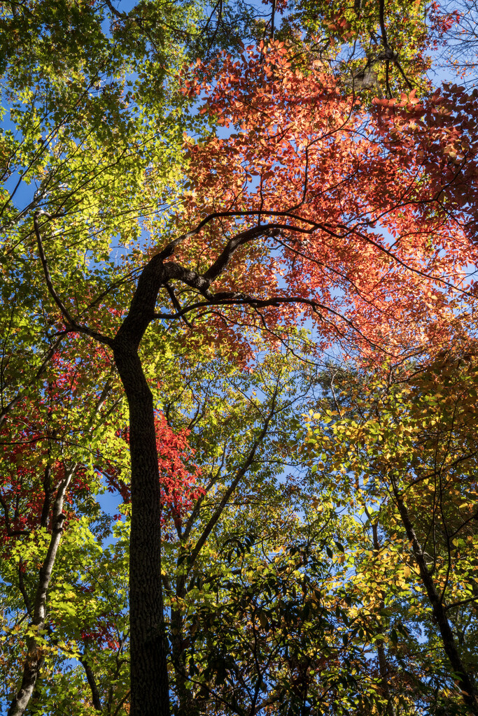 Tree Creature by kvphoto