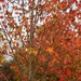 Sweetgum, Full View by 365projectorgheatherb