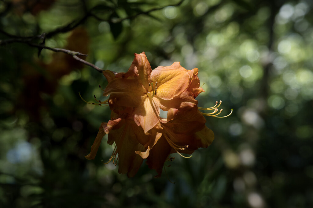 Rhododendron in the shade by dkbarnett