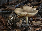 11th Nov 2023 - Another shroom...