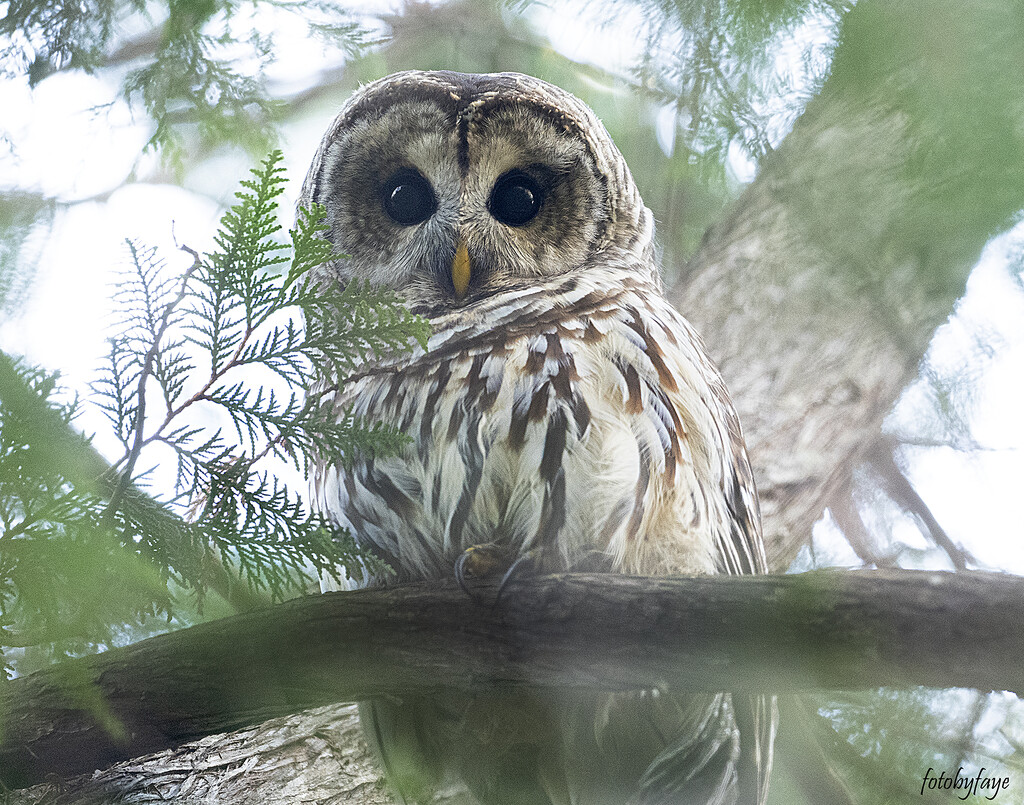 Hello again Mr. Owl by fayefaye