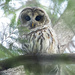 Hello again Mr. Owl by fayefaye