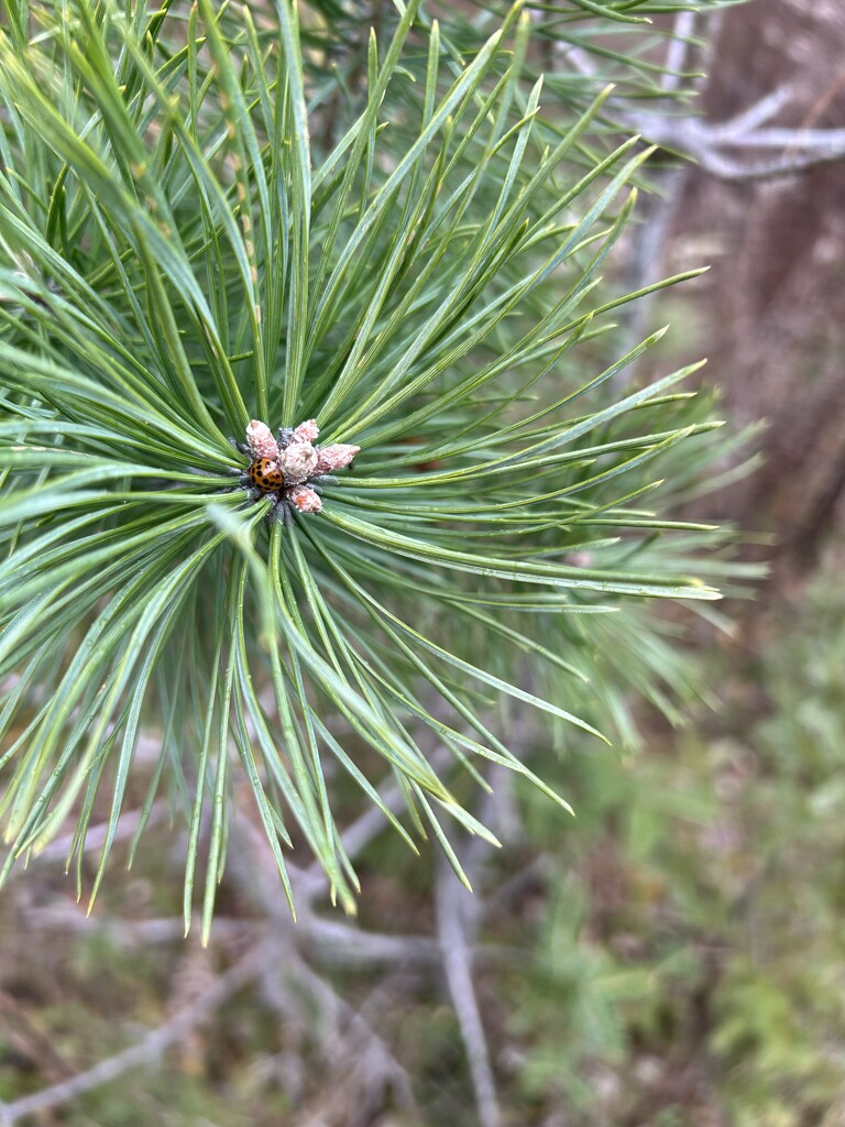 White pine by mltrotter