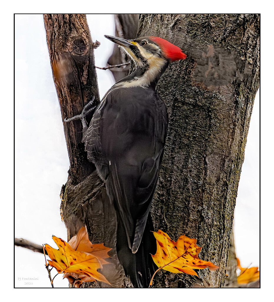 Pileated Woodpecker by bluemoon