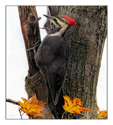 10th Nov 2023 - Pileated Woodpecker