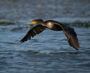 10th Nov 2023 - Double-crested Cormorant