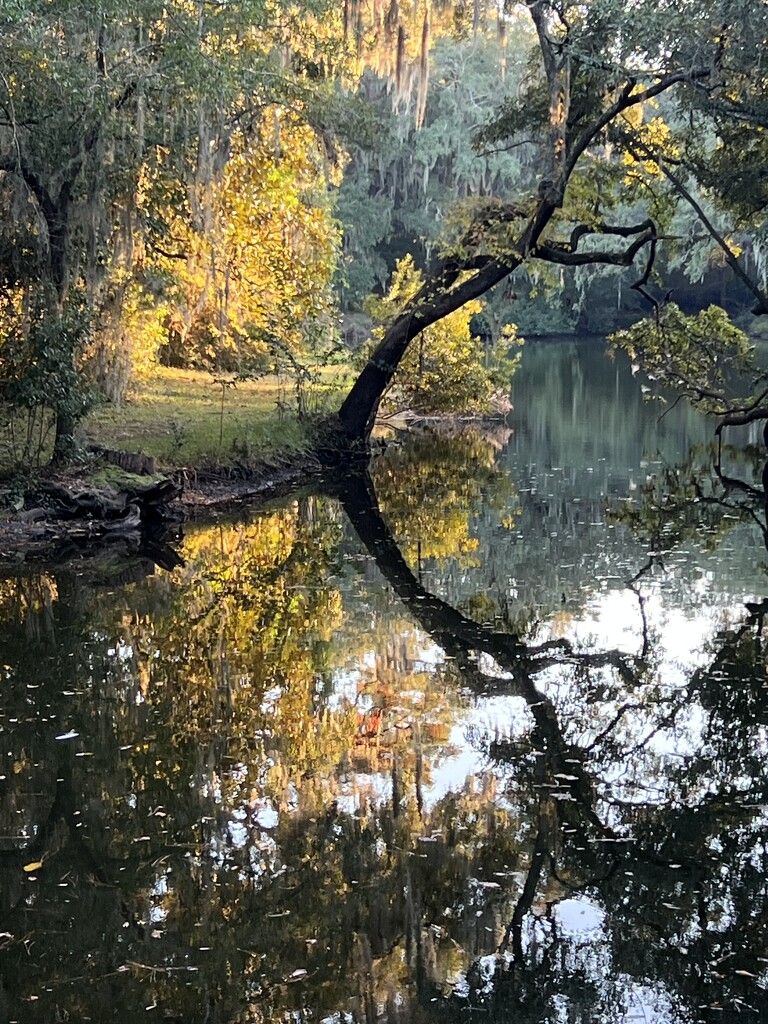 Afternoon light reflections by congaree