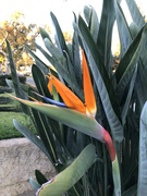 10th Nov 2023 - Bird of Paradise 