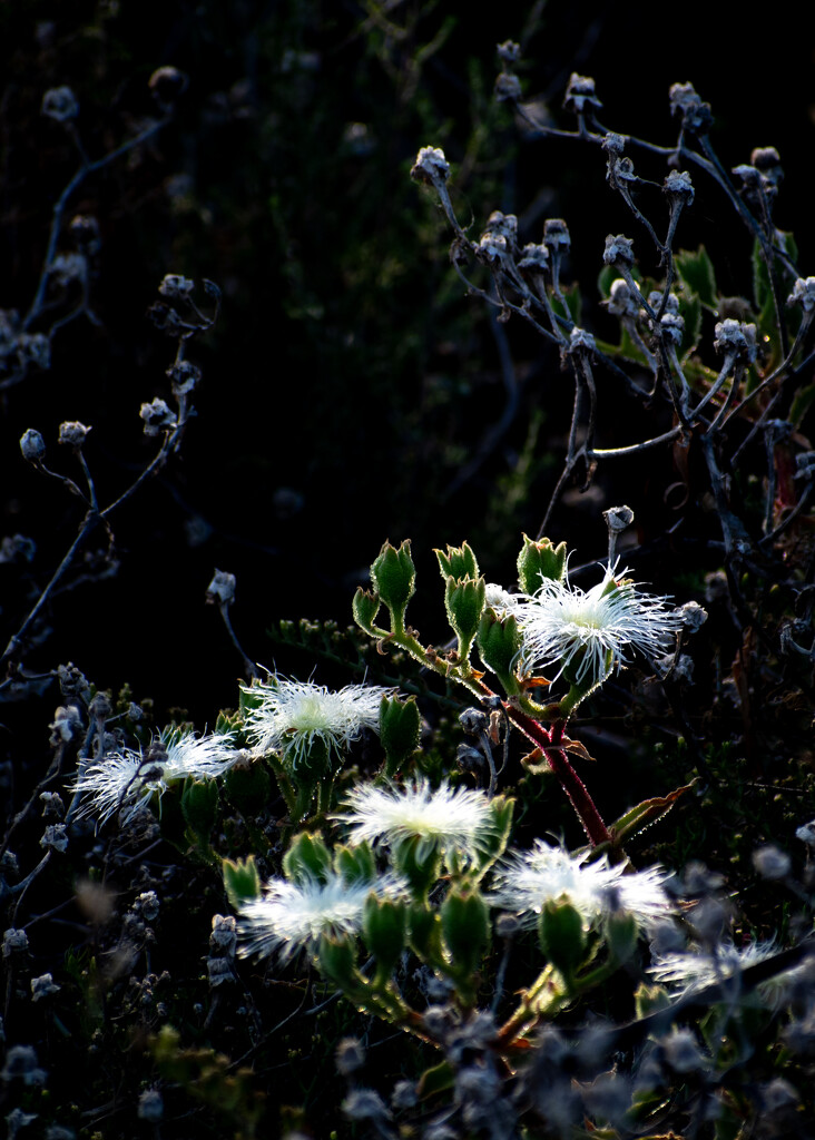Ice flowers by nannasgotitgoingon