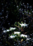 11th Nov 2023 - Ice flowers