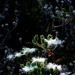 Ice flowers by nannasgotitgoingon