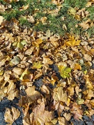 10th Nov 2023 - Autumn leaves 