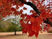 7th Nov 2023 - Red Maple