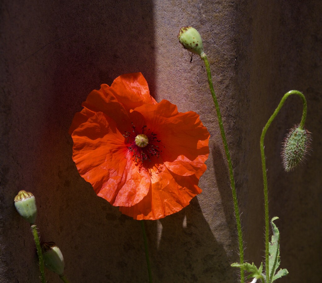 Remembrance Day Poppy PB116690 by merrelyn