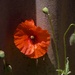 Remembrance Day Poppy PB116690 by merrelyn