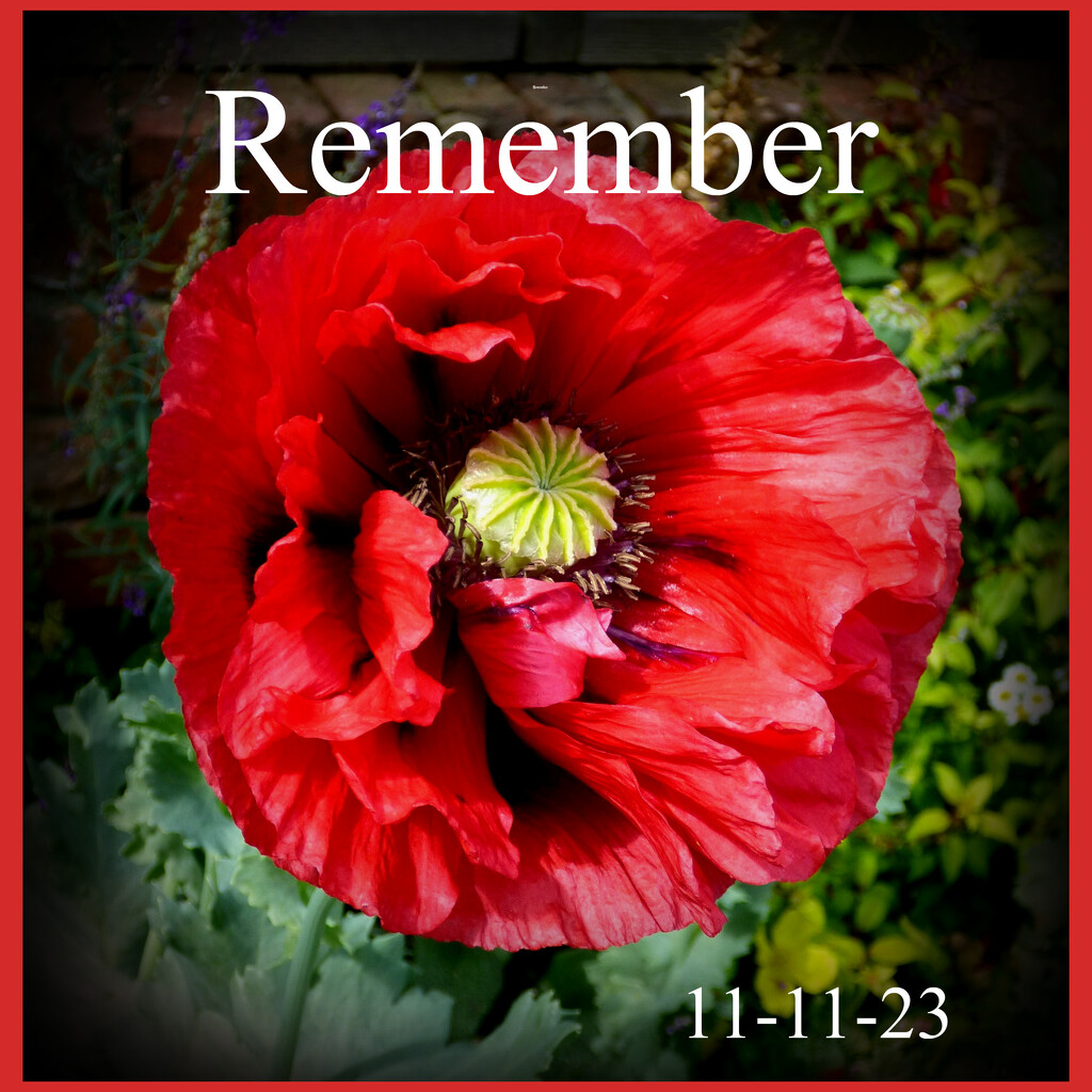 11 Remembrance Day. by beryl