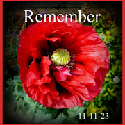 11th Nov 2023 - 11 Remembrance Day.