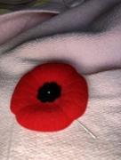 11th Nov 2023 - Poppy for Remembrance 