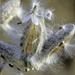 Milkweed Fluff by lynnz