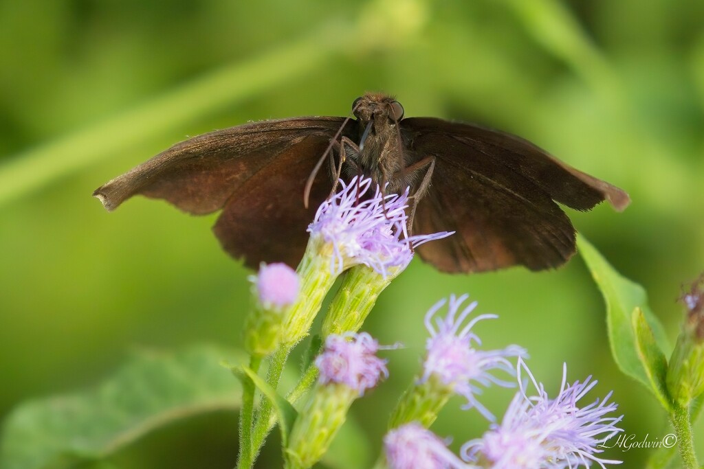 LHG_1541Sickle-winged skipper  by rontu