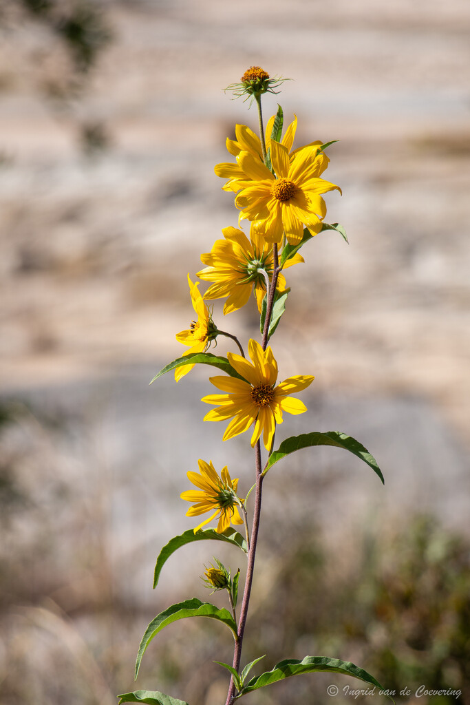 Yellow flowers by ingrid01