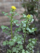 5th Apr 2023 - Butterweed (Packera glabella)