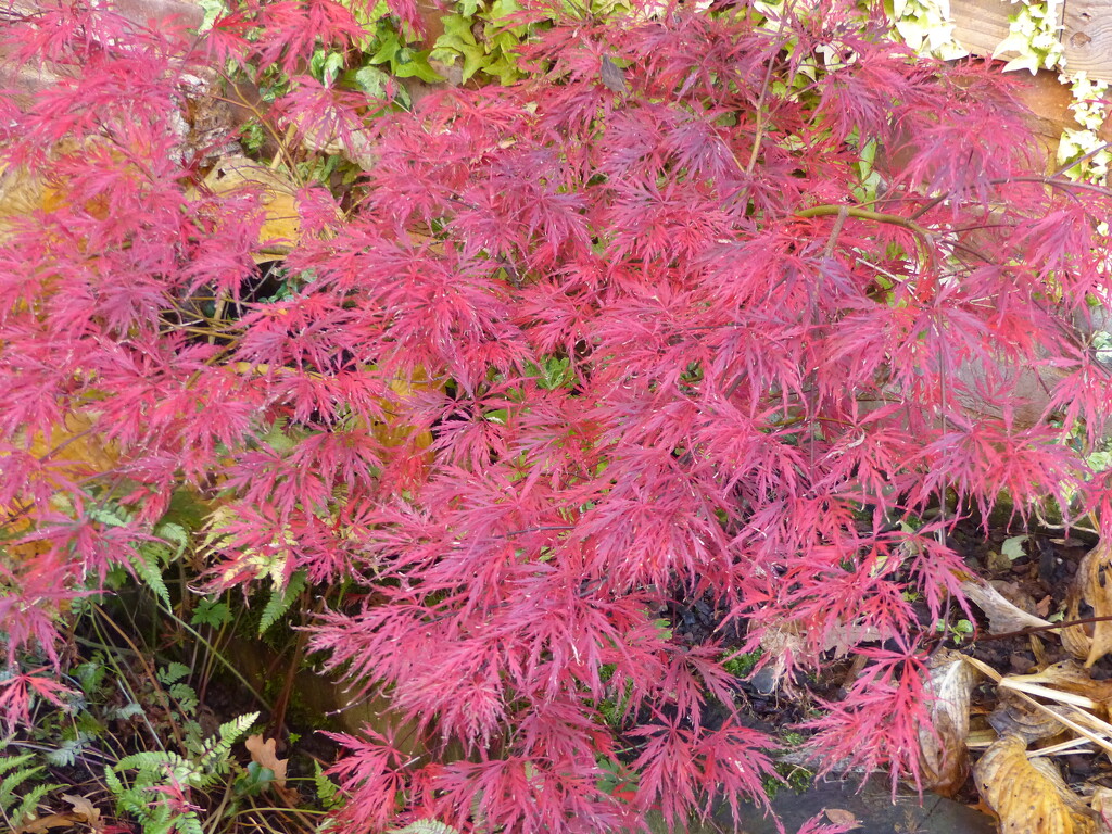 A Little Acer in the Garden by susiemc