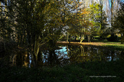 11th Nov 2023 - Reflections of autumn