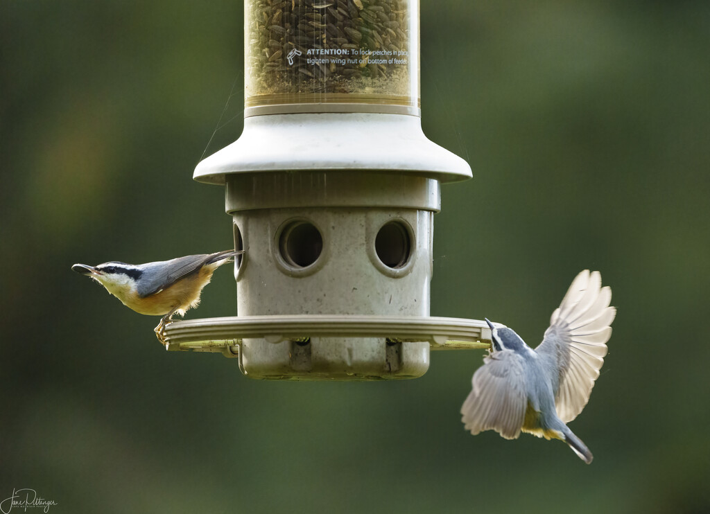 Two Nuthatches at the Feeder by jgpittenger