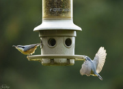 11th Nov 2023 - Two Nuthatches at the Feeder