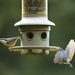 Two Nuthatches at the Feeder by jgpittenger