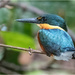 Kingfisher by bournesnapper