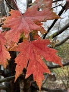 10th Nov 2023 - Silver Maple