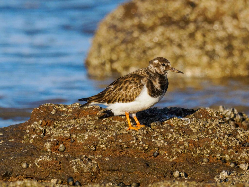 Shoreline Bird by padlock