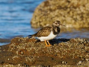 11th Nov 2023 - Shoreline Bird