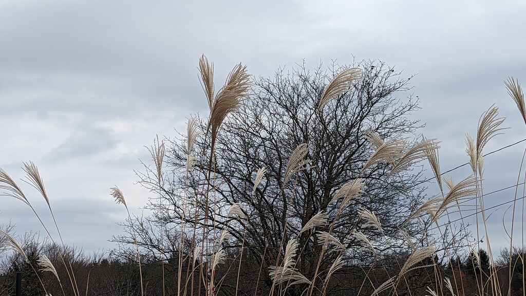 Ornamental Grass by julie