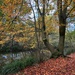 More Autumn by carole_sandford